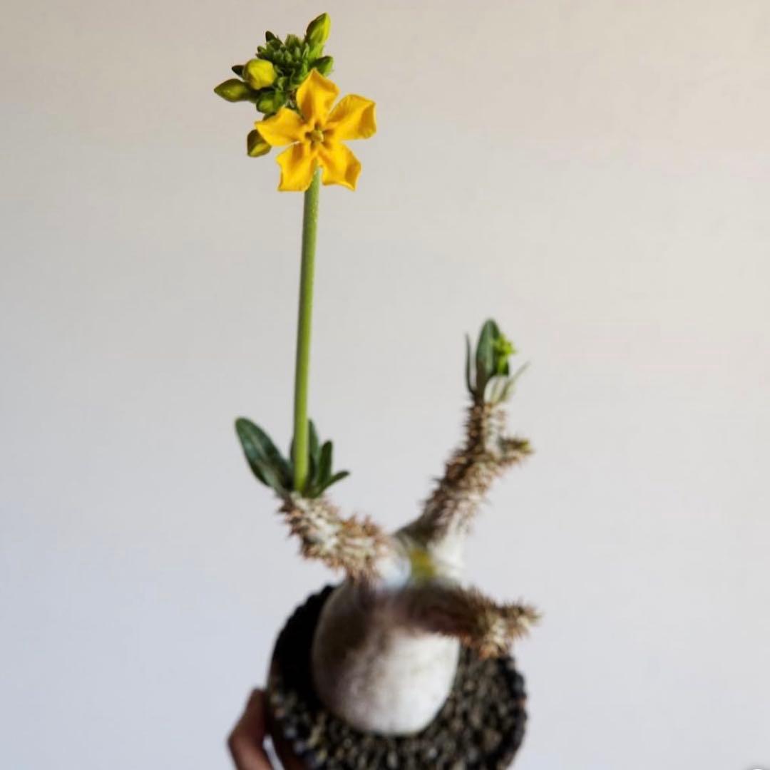 パキポディウム　ブレビカリックス