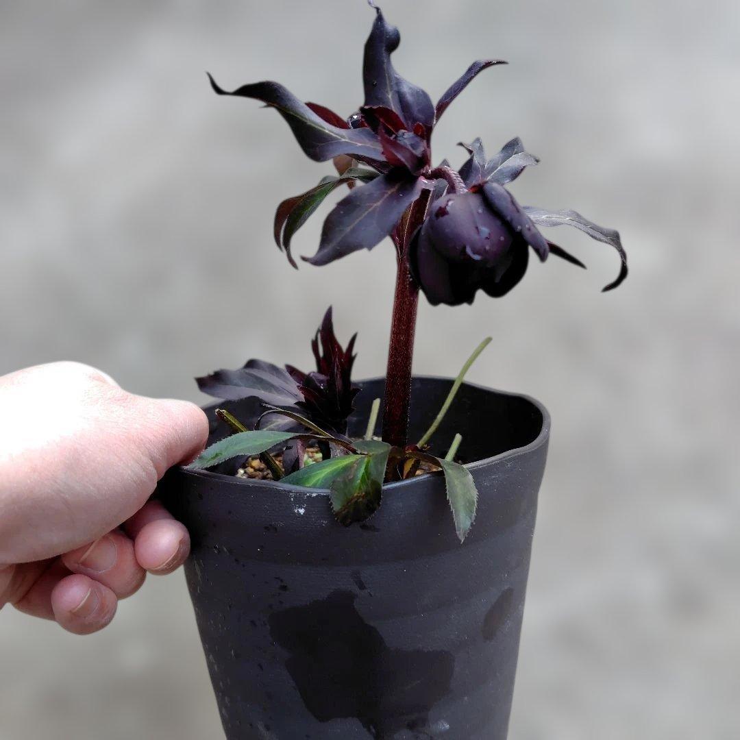 【開花株】クリスマスローズ　広瀬ブラック