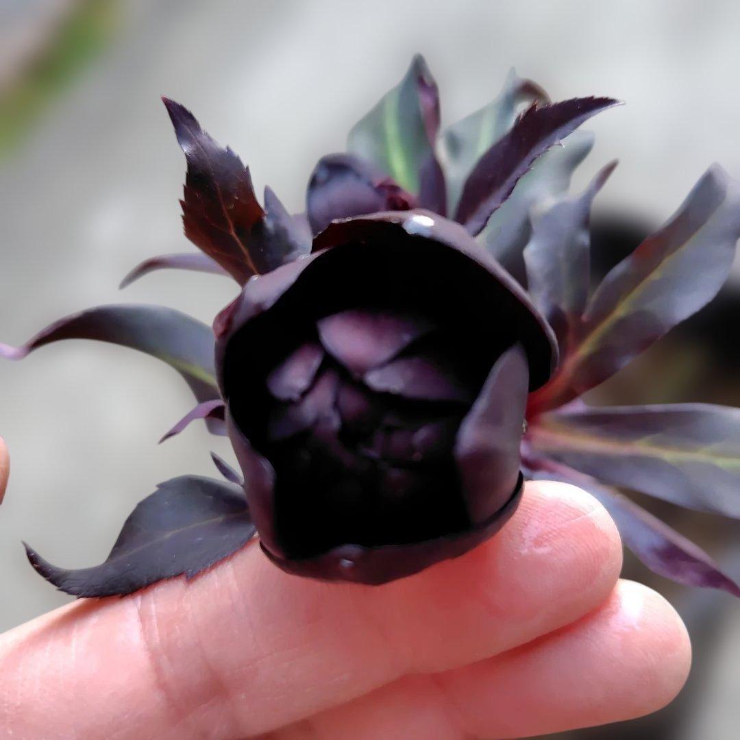 【開花株】クリスマスローズ　広瀬ブラック