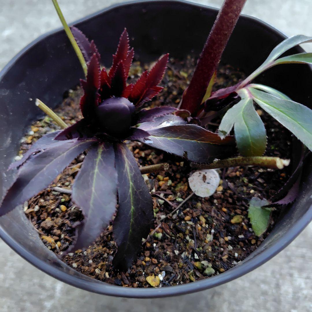 【開花株】クリスマスローズ　広瀬ブラック