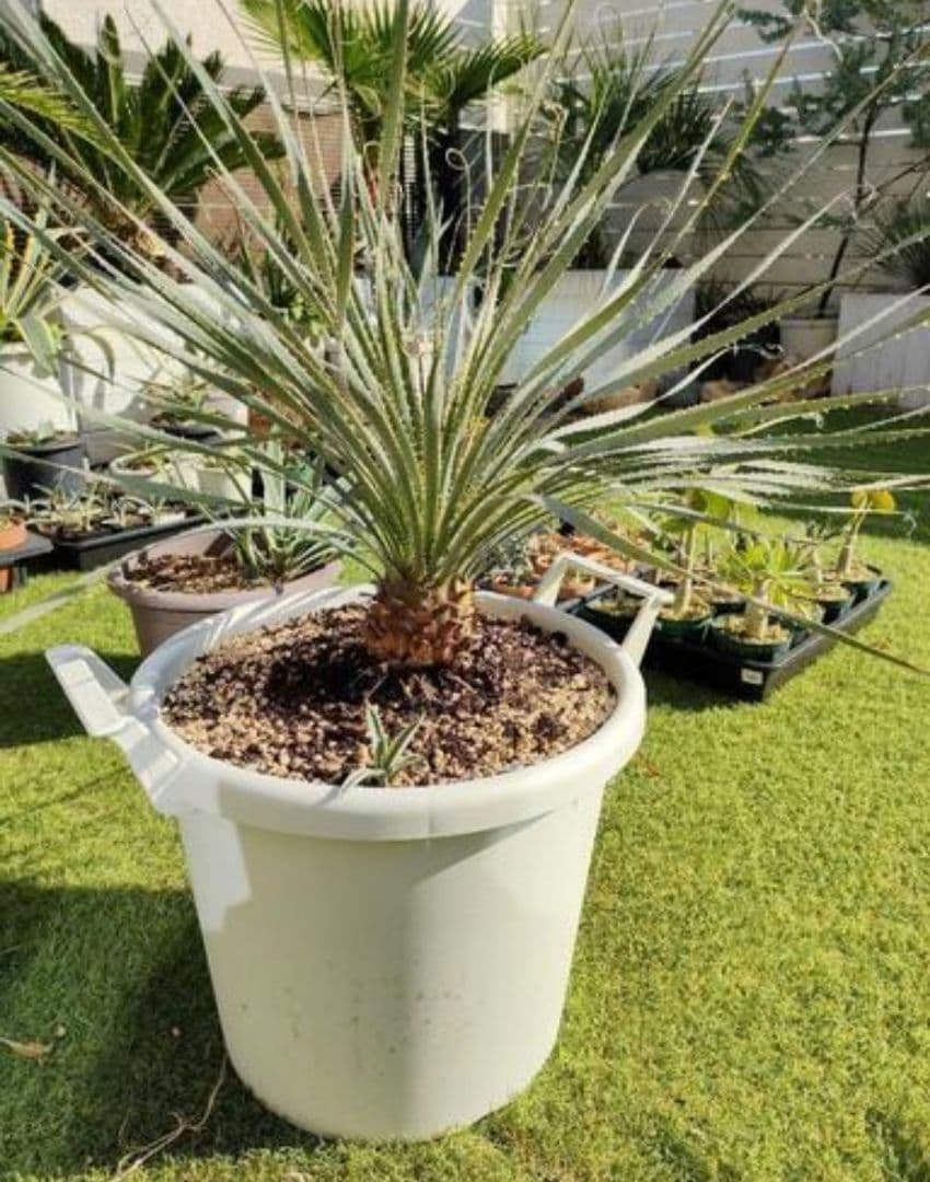 【手渡限定】ダシリリオン　ウィーレリ