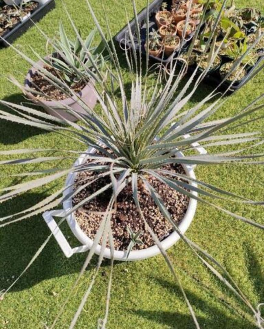 【手渡限定】ダシリリオン　ウィーレリ