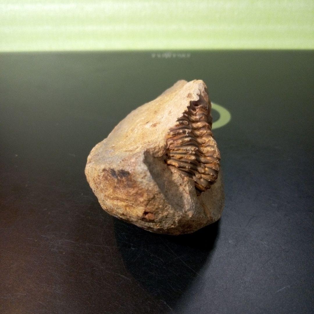 三葉虫　化石　fossil　ボリビア産　レア　Fossil管理⑦