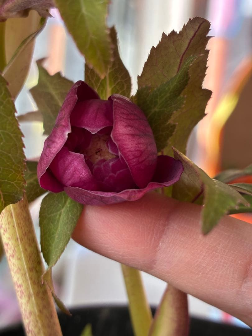 ♡広瀬園芸♡ DDワイン　オーレア
