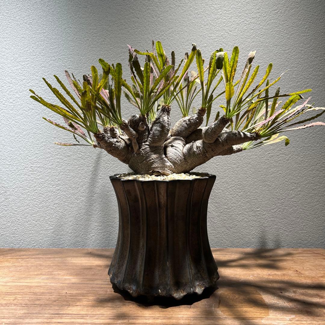 ユーフォルビア　クリスパ　現地株