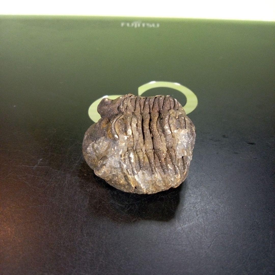 三葉虫　化石　ボリビア産　南アメリカ　trilobite　南米産fossil⑤