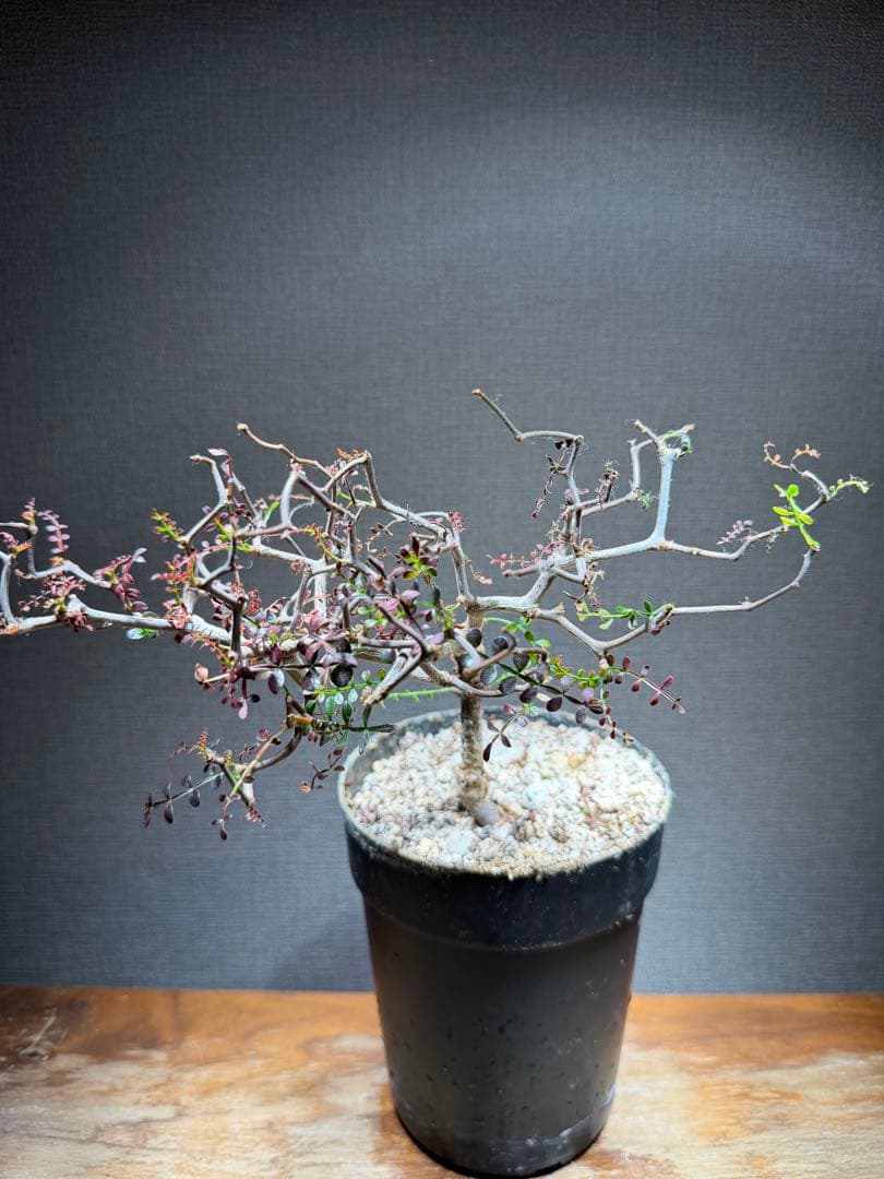 オペルクリカリア パキプス 4年株