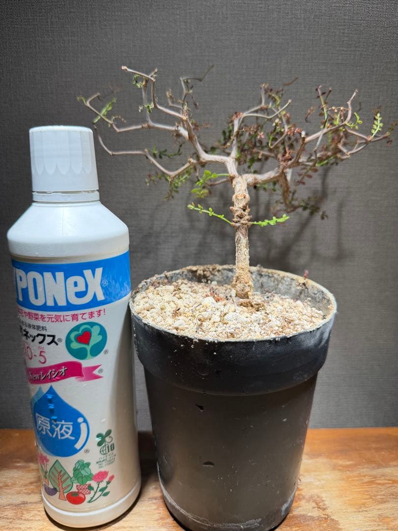 オペルクリカリア パキプス 4年株