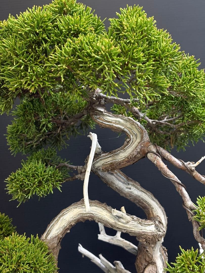 [盆栽]真柏/模様木