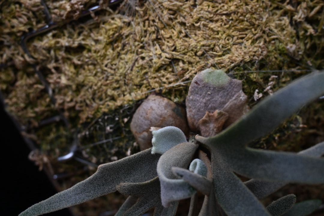 ビカクシダ　willinckii dwarf