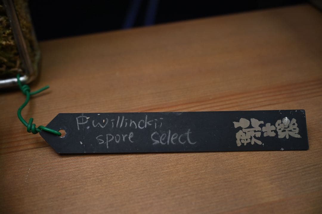 ビカクシダ　willinckii dwarf