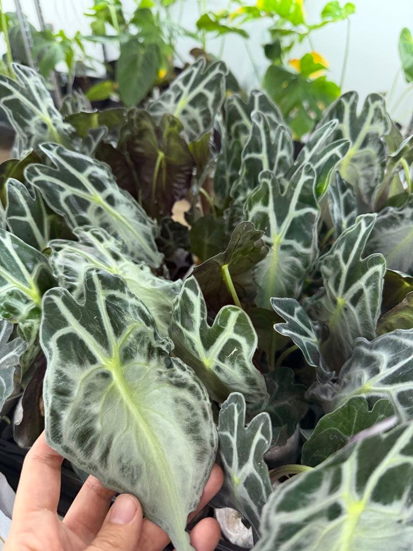 アロカシア ヴェノム Alocasia 'Venom' s50、m50