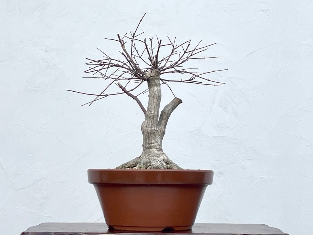 三河盆栽　デショウジョウ　出猩々　人気品種　赤系紅葉　モミジ　紅葉　根張り　素材