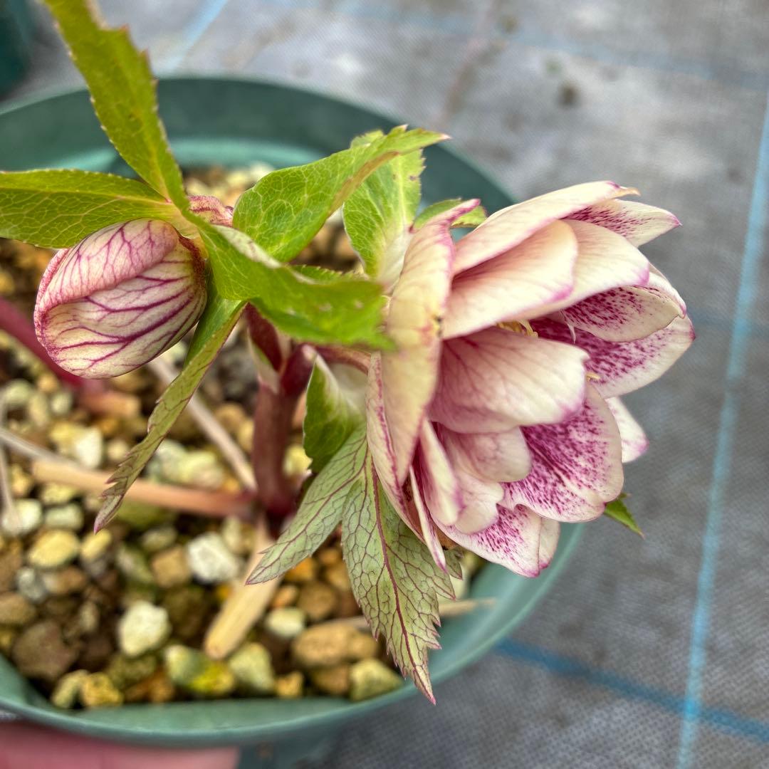 クリスマスローズ　ゴールド　加藤農園　６寸 開花途中