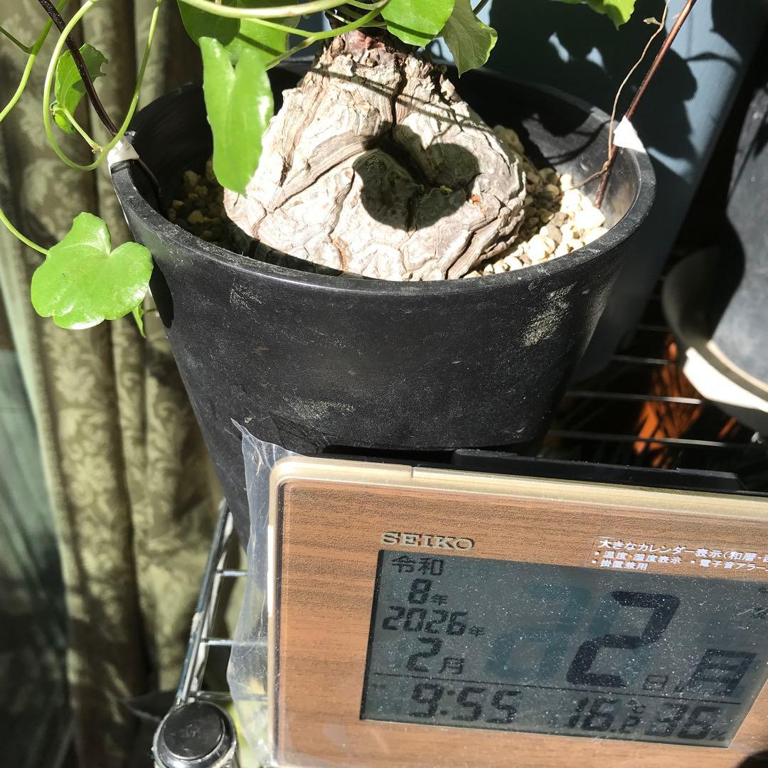 アフリカ亀甲竜迫力ある、大株です。葉を付けて、大きく成長しています。