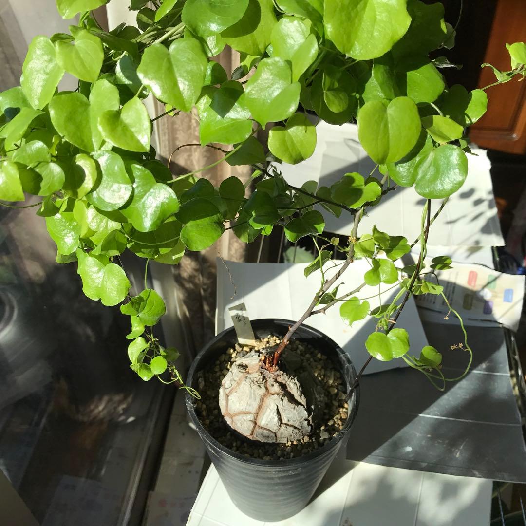 アフリカ亀甲竜迫力ある、大株です。葉を付けて、大きく成長しています。