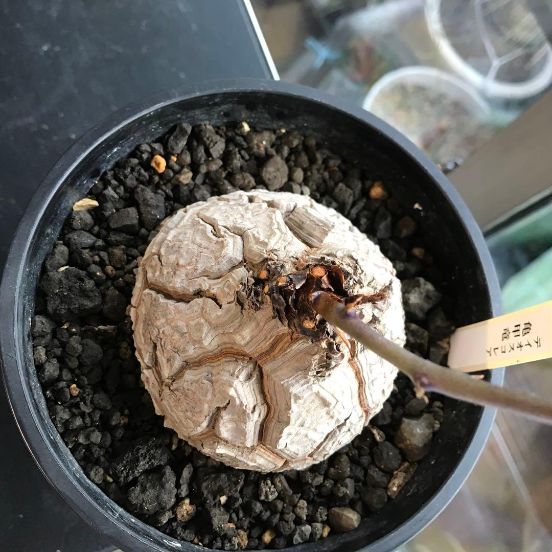 アフリカ亀甲竜迫力ある、大株です。葉を付けて、大きく成長しています。