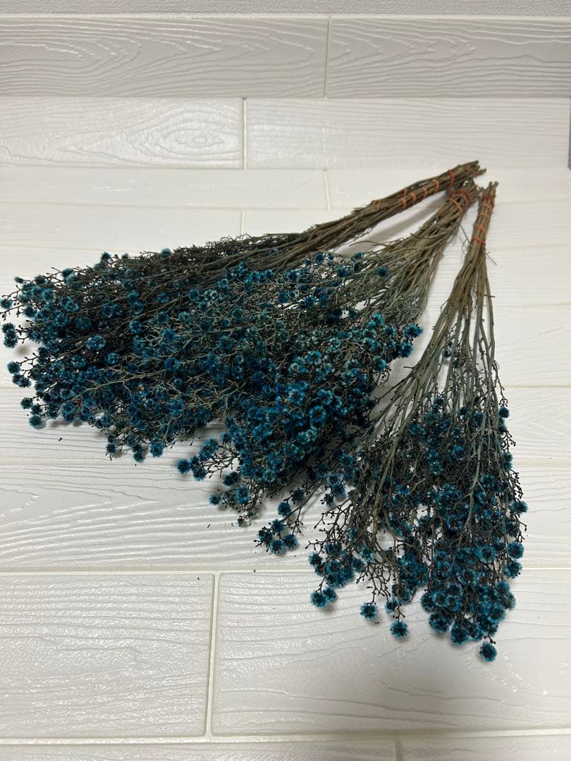 スターリンジア