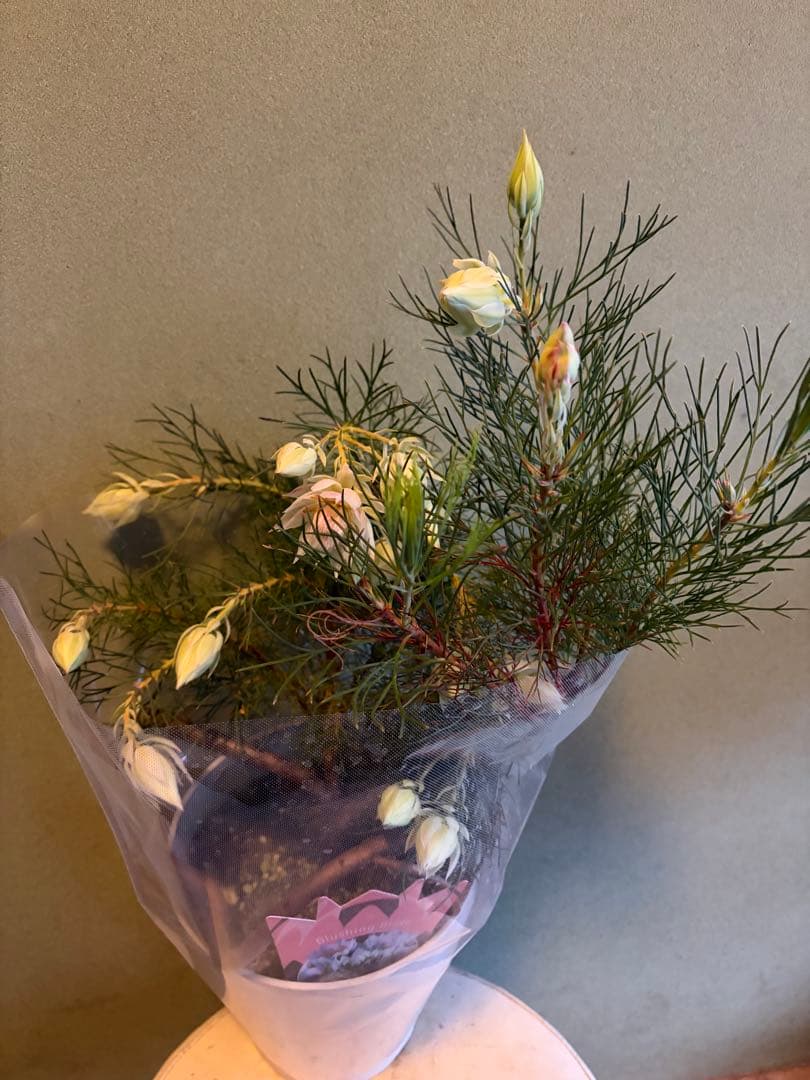 ⚠️ラスト1鉢 ジョーイセルリア　『ブラッシングブライド』　 6号鉢　花蕾17個