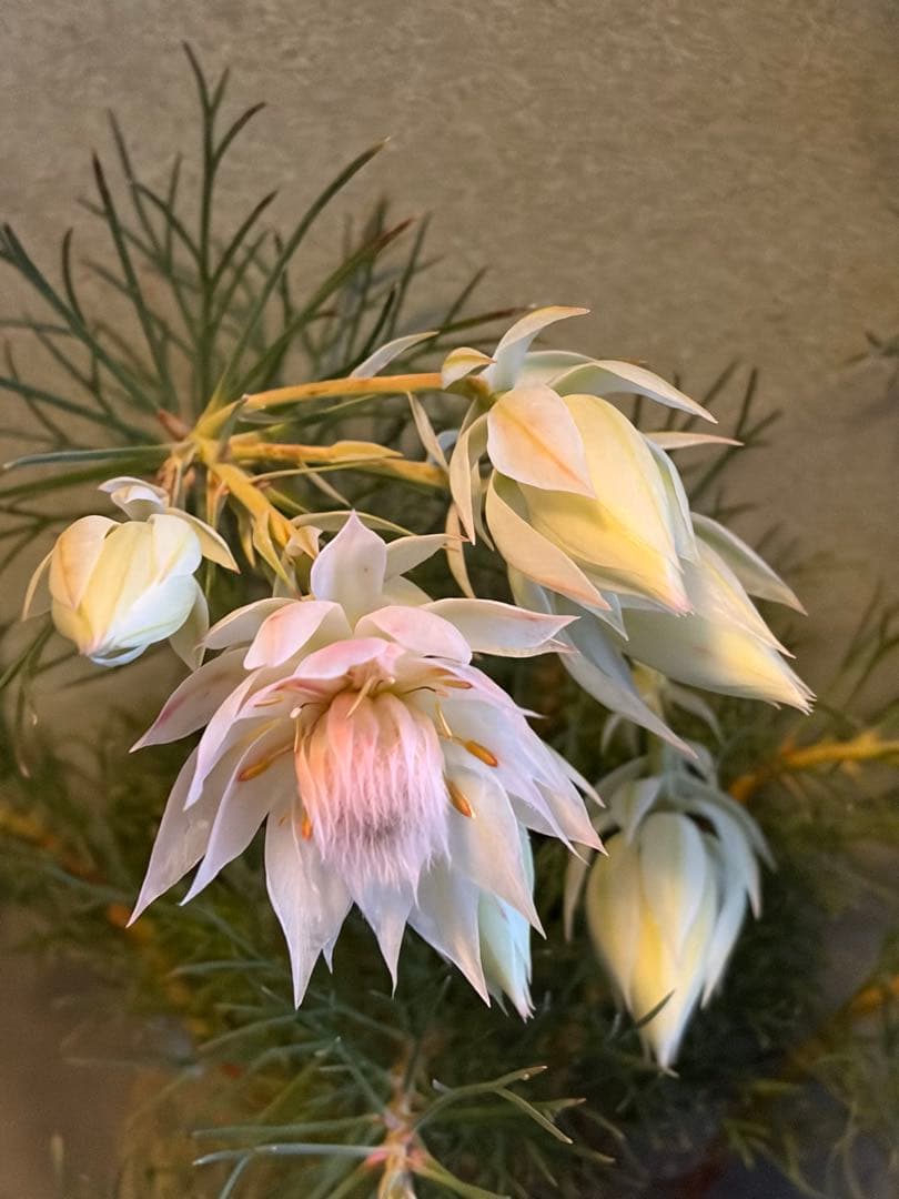 ⚠️ラスト1鉢 ジョーイセルリア　『ブラッシングブライド』　 6号鉢　花蕾17個