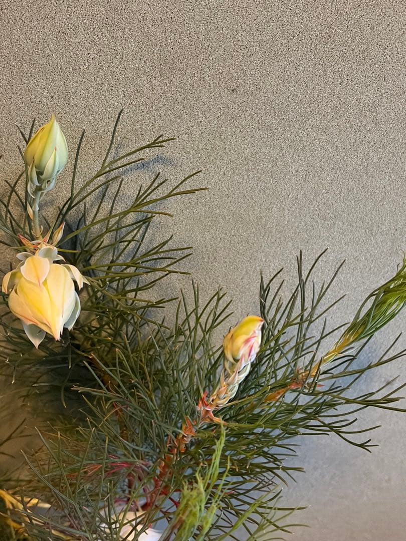 ⚠️ラスト1鉢 ジョーイセルリア　『ブラッシングブライド』　 6号鉢　花蕾17個