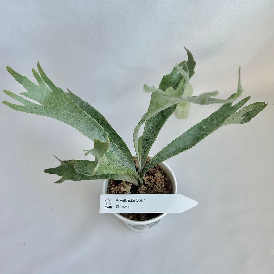 【メルカリ便】P. Willinckii Spur(TC) 【42】