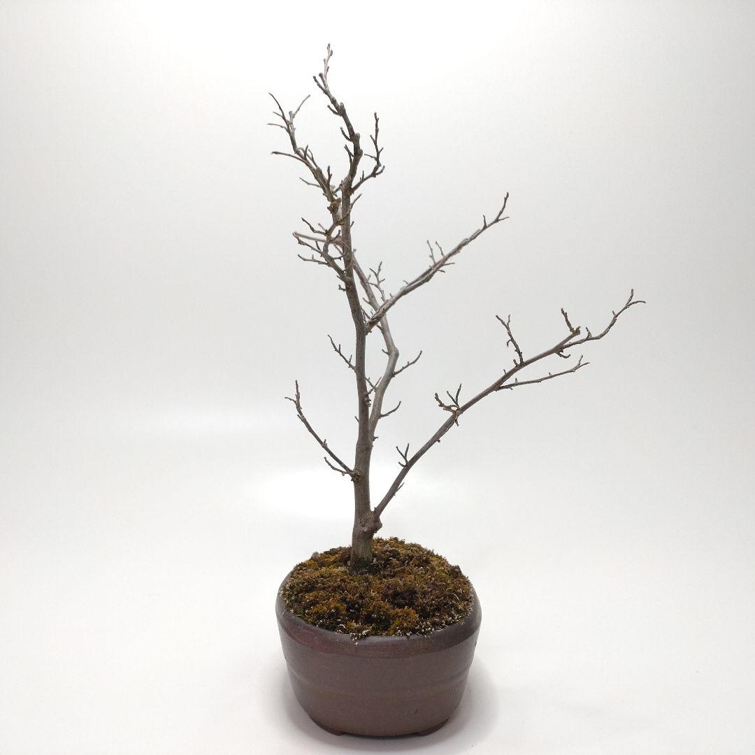 寒樹エゴノキ盆栽 SS015
