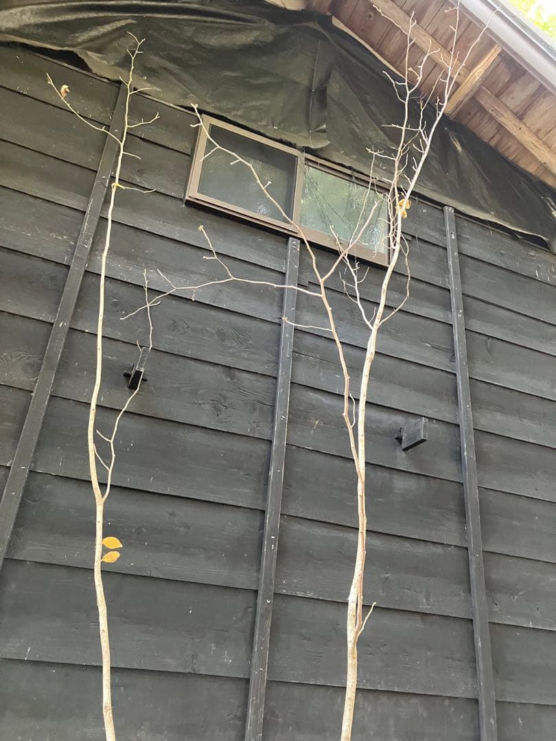 赤花　マンサク