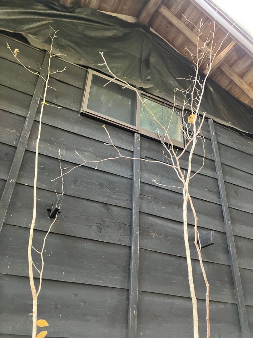 赤花　マンサク