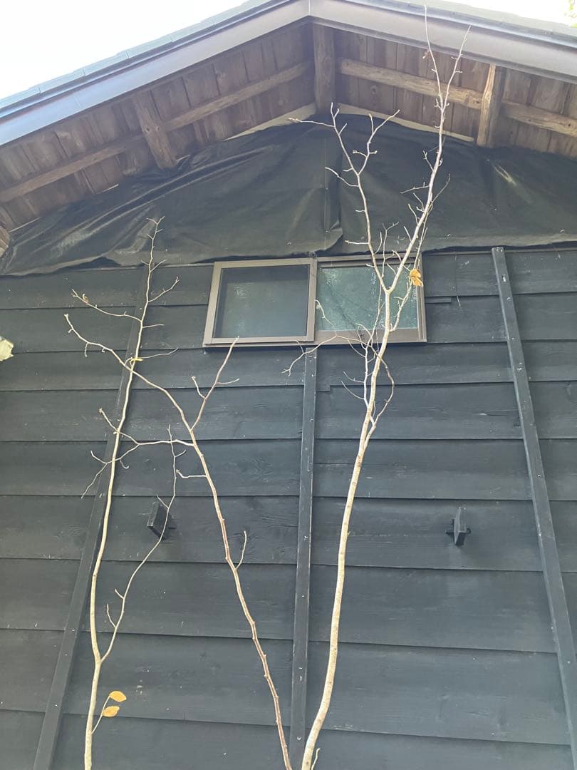 赤花　マンサク