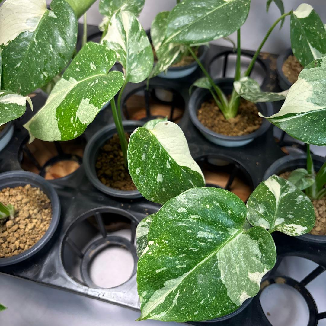 a*i様 10株セットms18【特別選抜】モンステラ・タイコンステレーション 斑