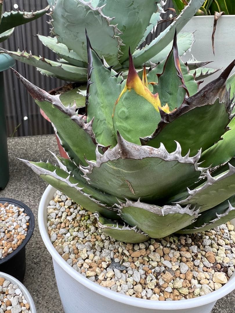 アガベ　ブラックファイヤー　極上株　外管理　発根済み