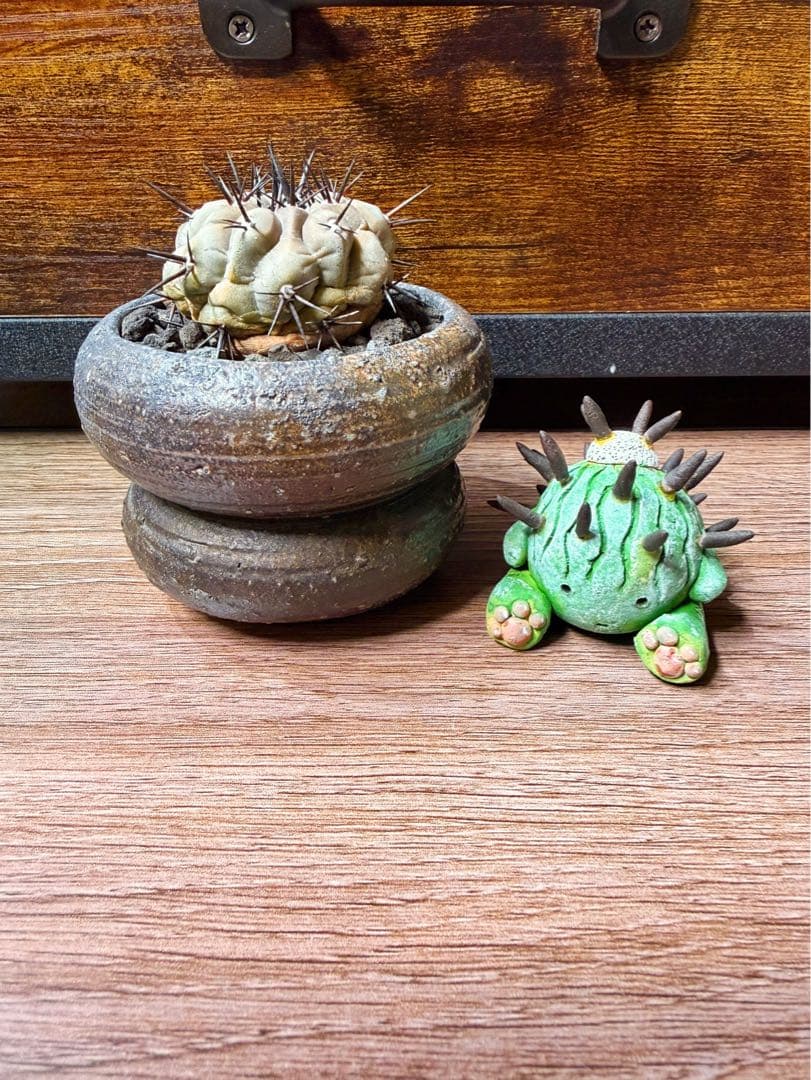 コピアポア黒王丸実生(鉢込み)