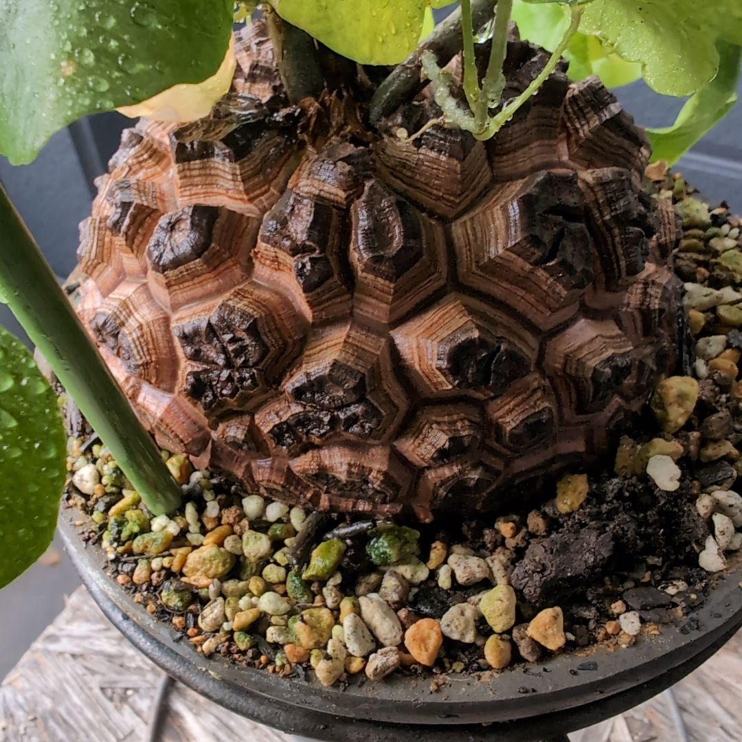 実生Dioscorea elephantipes アフリカ亀甲竜　鉢径16センチ