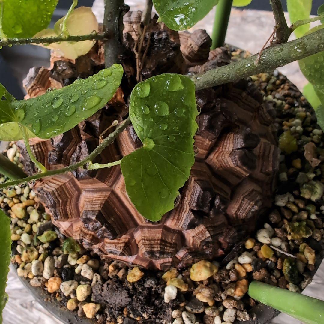 実生Dioscorea elephantipes アフリカ亀甲竜　鉢径16センチ