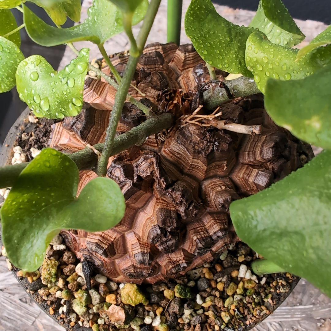 実生Dioscorea elephantipes アフリカ亀甲竜　鉢径16センチ