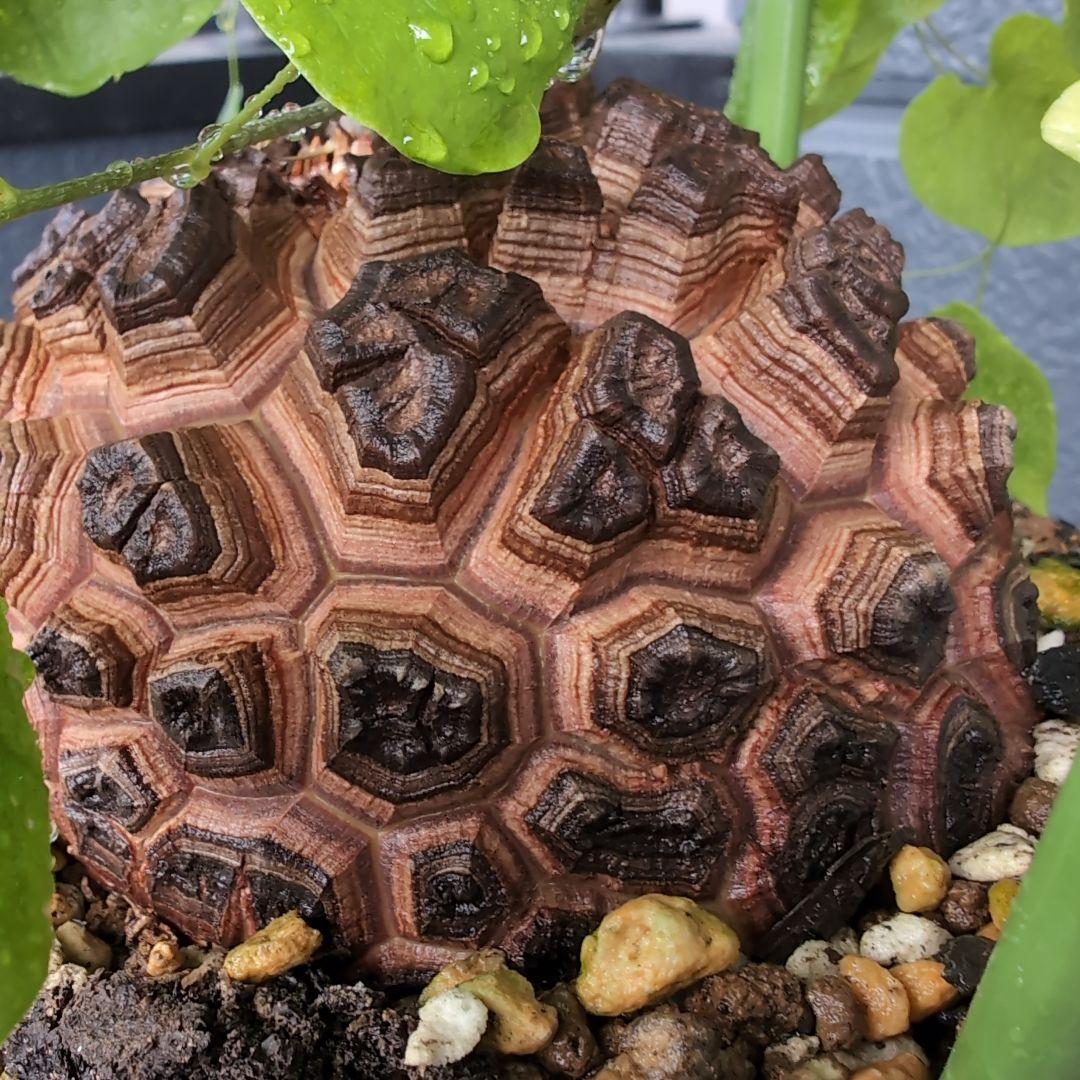 実生Dioscorea elephantipes アフリカ亀甲竜　鉢径16センチ