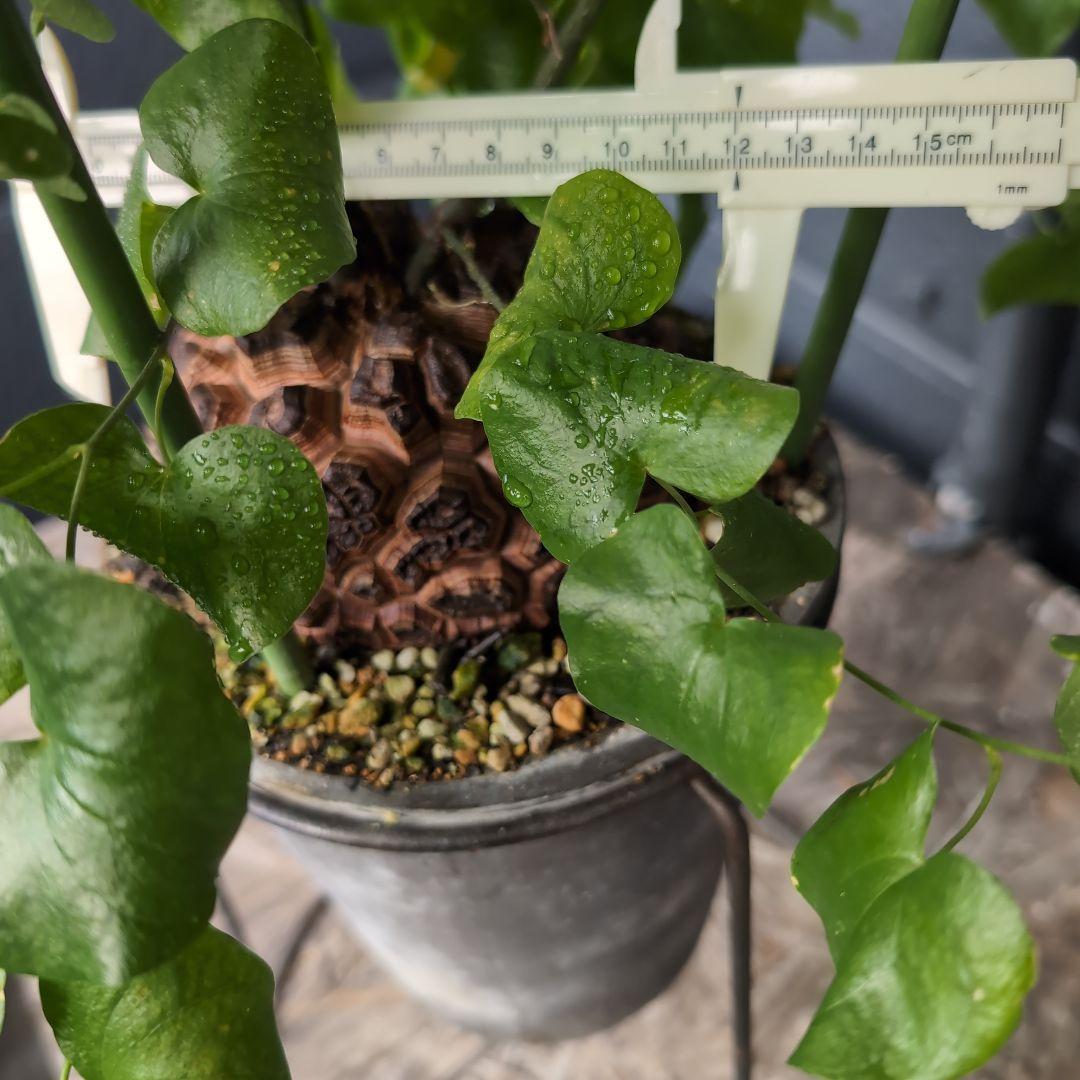 実生Dioscorea elephantipes アフリカ亀甲竜　鉢径16センチ