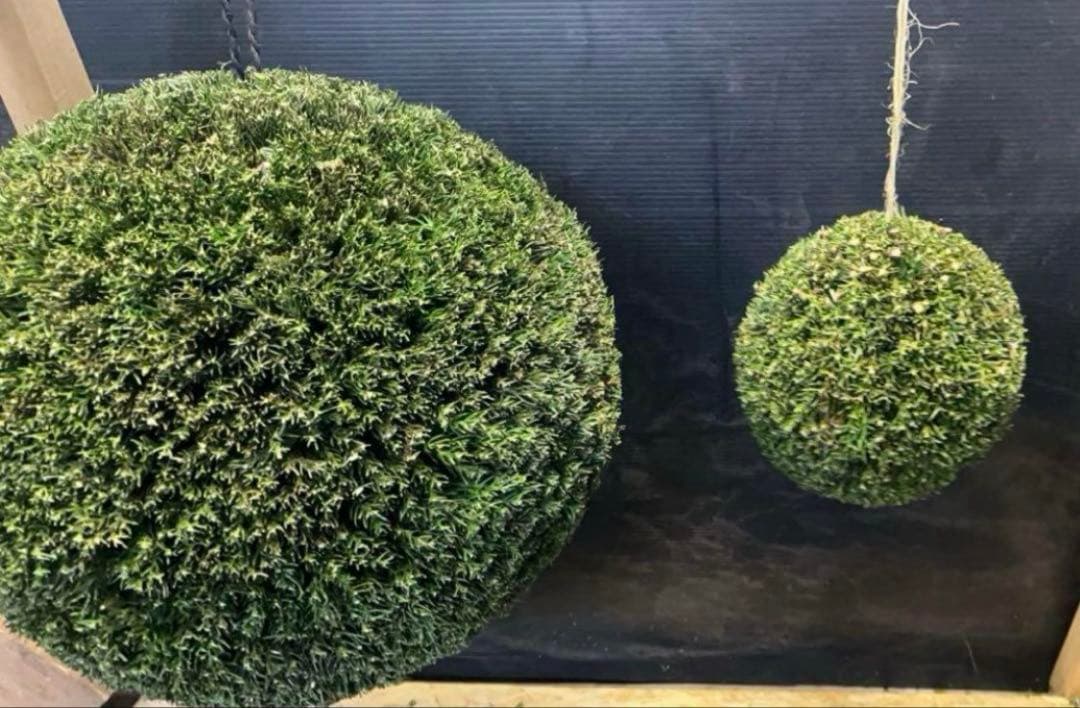 杉玉　約30センチ　ワイヤーで ‼️お客様ご注文品♪