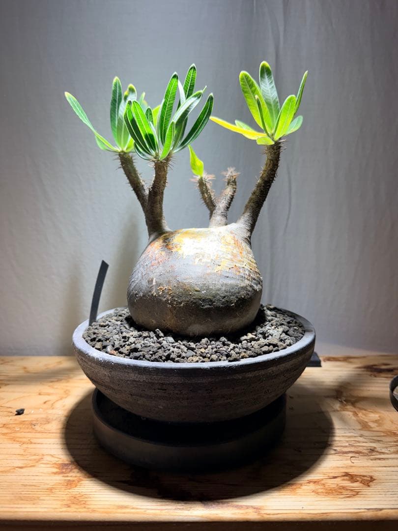 パキポディウム　グラキリス　現地球 発根済み みやび鉢