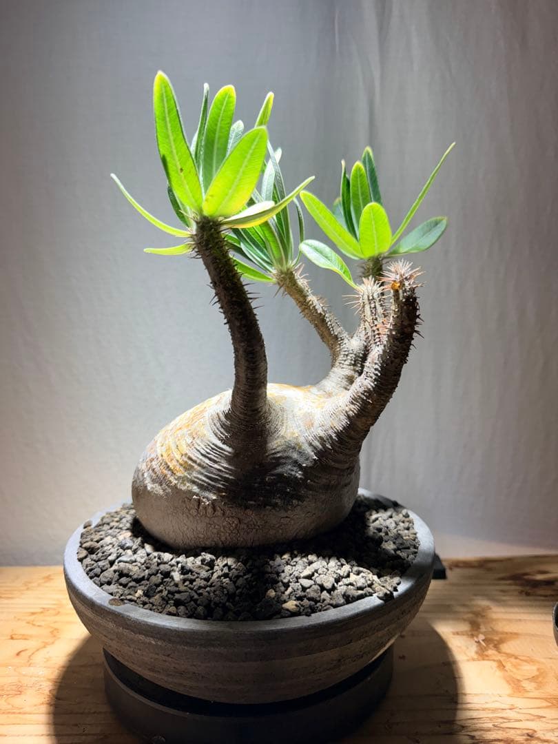 パキポディウム　グラキリス　現地球 発根済み みやび鉢