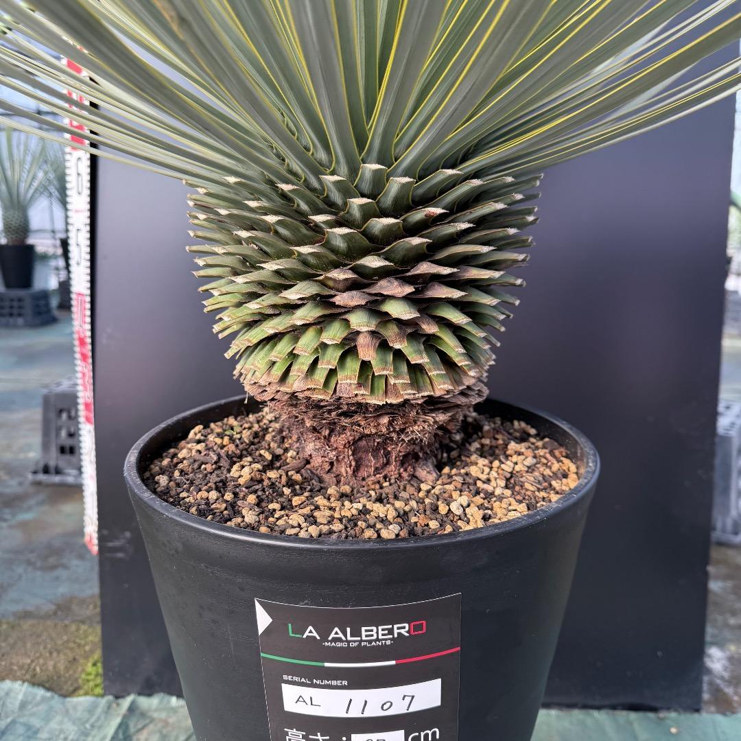 【AL1107】ユッカ　ロストラータ 超美形　極太