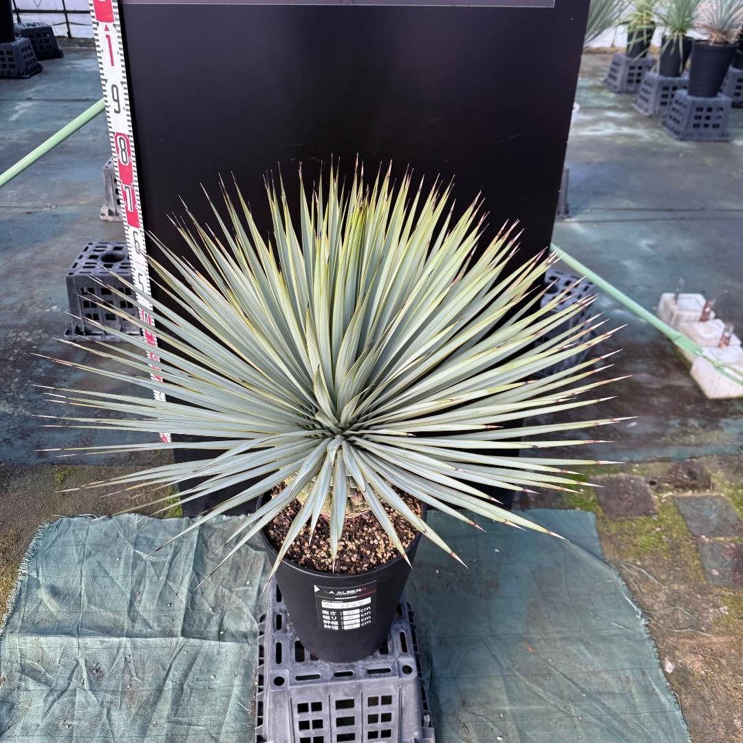 【AL1107】ユッカ　ロストラータ 超美形　極太