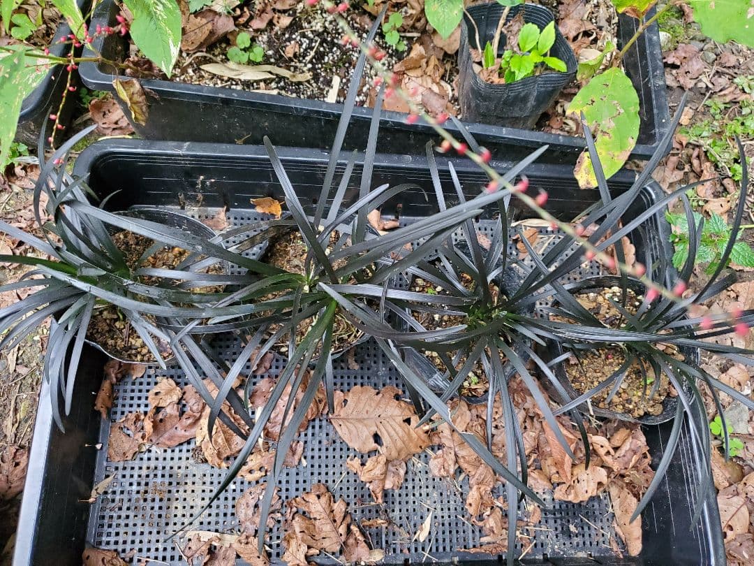 ぴかん様　購入済みです。龍の髭　黒龍　２株で付いて１株です。　抜き苗　2-(6)