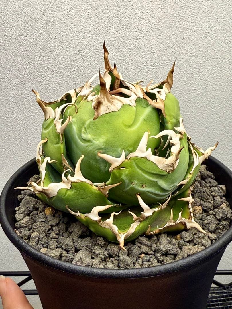 アガベチタノタ 白鯨 龍球会産 強刺 ボール