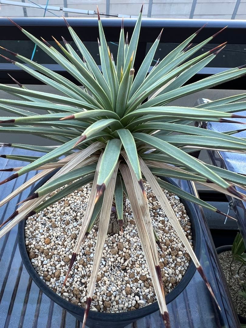 【タイムセール】ユッカ・ブレビフォリア / 国内実生 ヨシュアツリー 希少