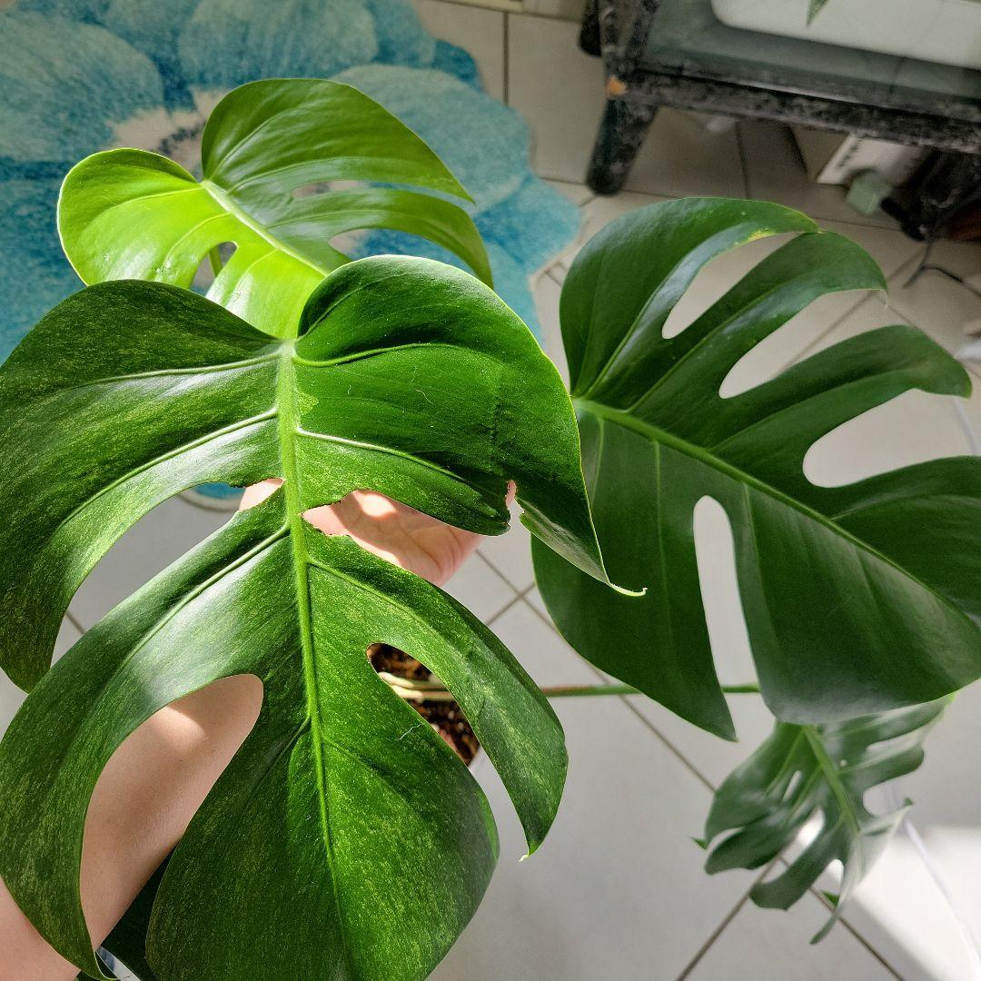 斑入りモンステラ「スフィンクストップカット激レア」