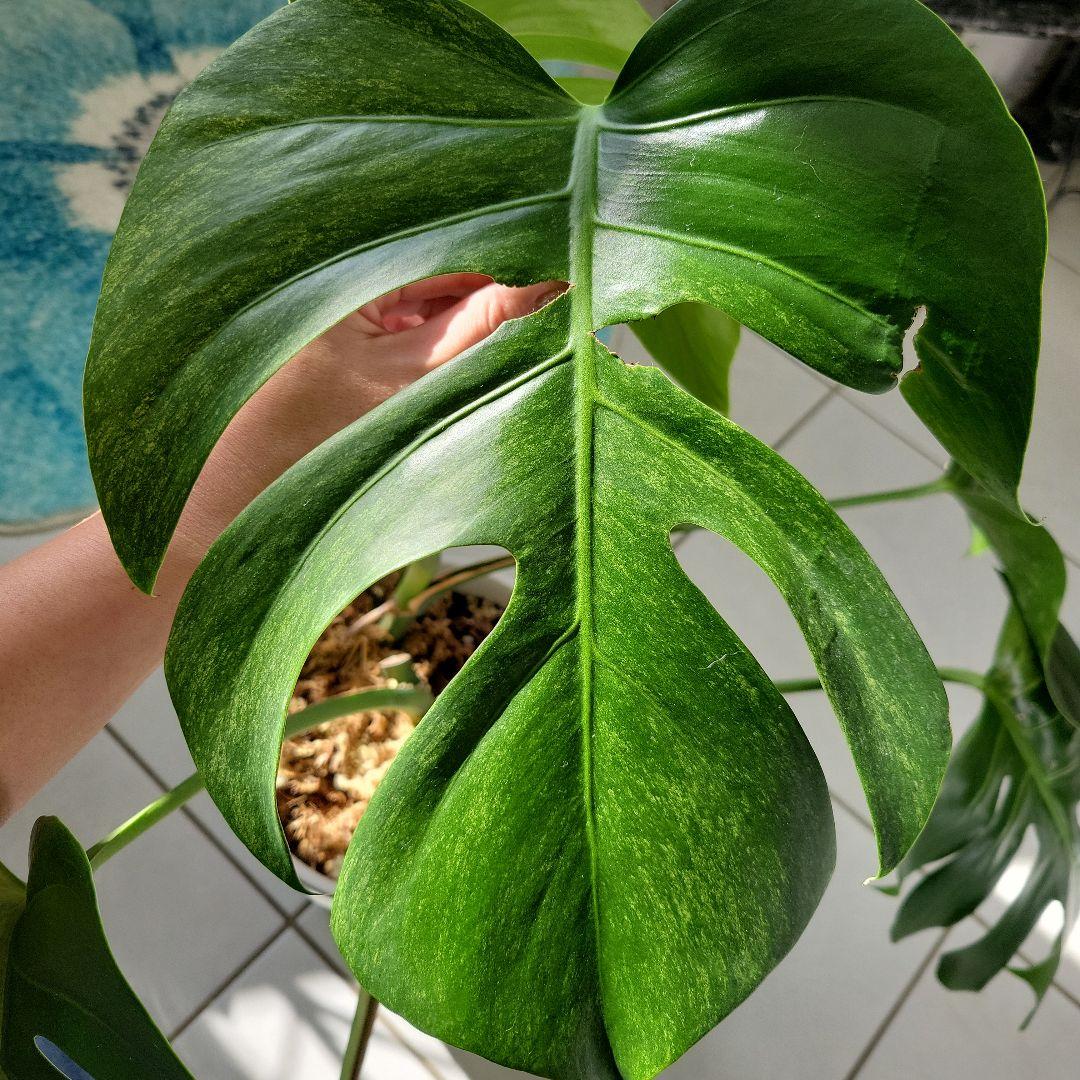 斑入りモンステラ「スフィンクストップカット激レア」