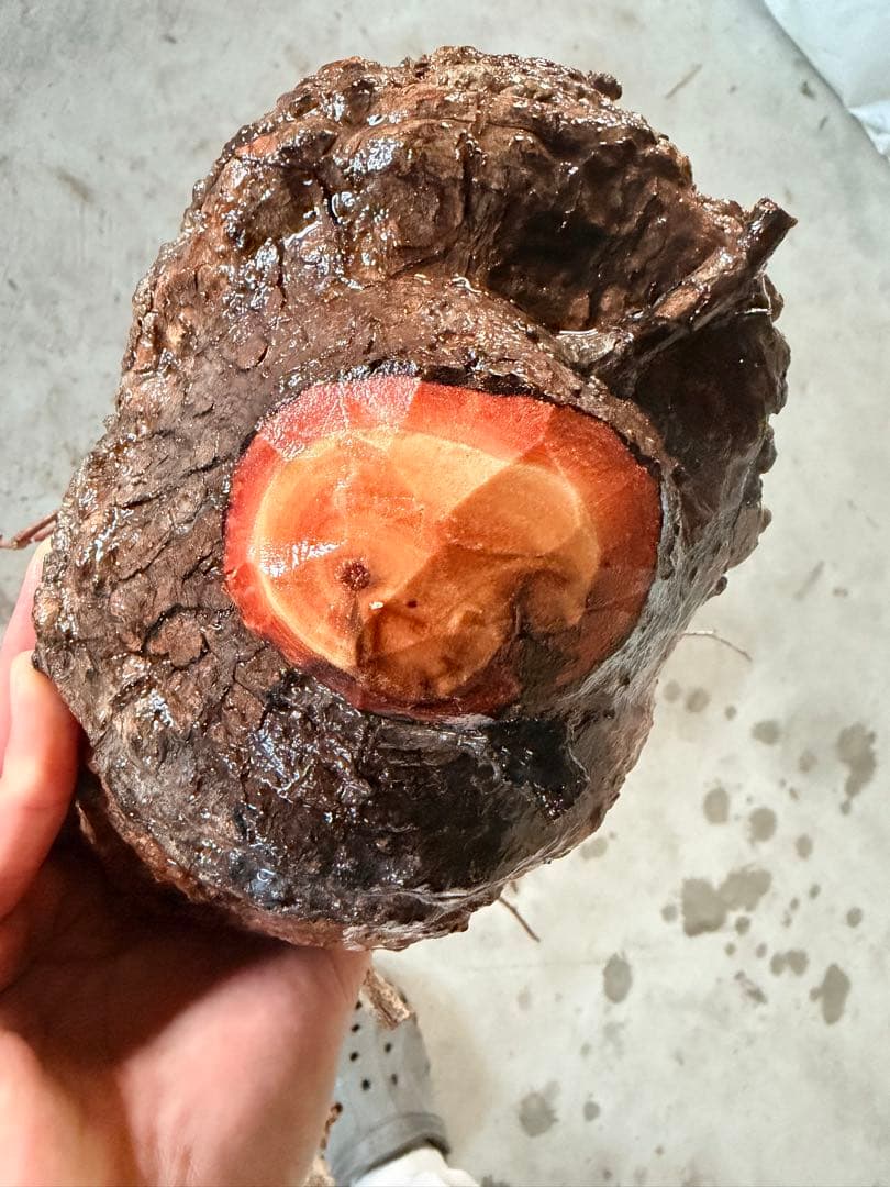 k*@様 オペルクリカリアパキプス ベアルート 発根管理中