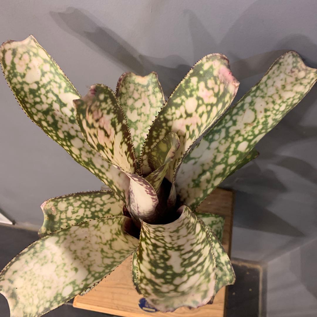 ビルベルギア アリベラ